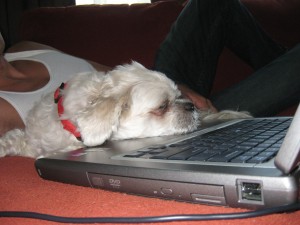 laptop dog